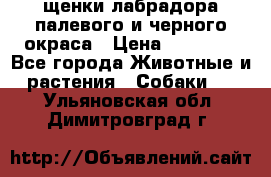 щенки лабрадора палевого и черного окраса › Цена ­ 30 000 - Все города Животные и растения » Собаки   . Ульяновская обл.,Димитровград г.